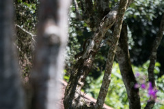 Sciurus aestuans ingrami