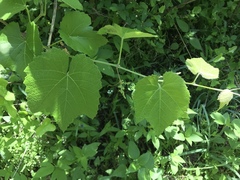 Vitis berlandieri