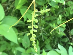 Vitis berlandieri