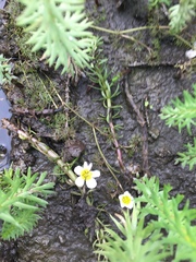 Ranunculus subrigidus