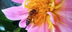Apis mellifera