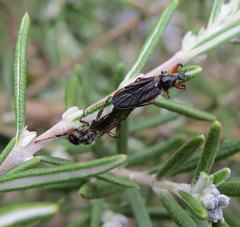 Bibio xanthopus