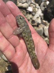 Bathygobius curacao