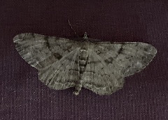 Peribatodes rhomboidaria