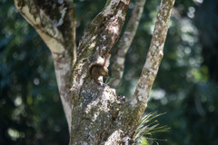 Sciurus aestuans ingrami