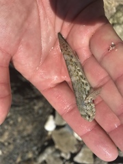 Bathygobius curacao