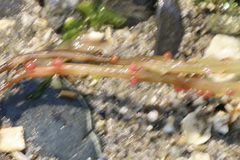 Gracilariaceae