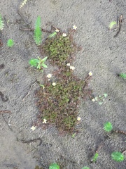 Ranunculus sceleratus multifidus