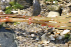 Gracilariaceae