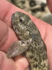 Bathygobius curacao