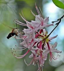 Rhododendron periclymenoides