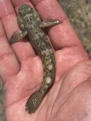 Bathygobius curacao