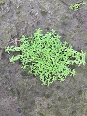 Callitriche hermaphroditica