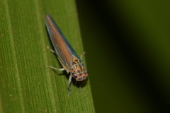 Ishidaella tumida