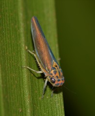Ishidaella tumida