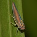 Ishidaella tumida - Photo (c) Nick Lambert, μερικά δικαιώματα διατηρούνται (CC BY-NC-SA), uploaded by Nick Lambert
