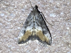 Evergestis subterminalis