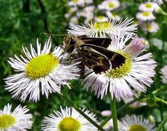 Amblyscirtes aesculapius