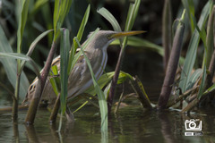 Ixobrychus involucris