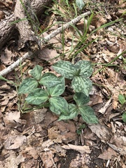 Trillium cuneatum