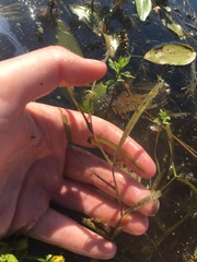 Potamogeton zosteriformis