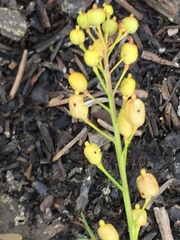 Rorippa barbareifolia