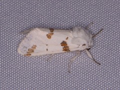 Euerythra trimaculata