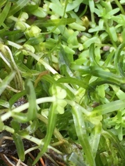 Callitriche hermaphroditica