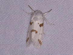 Euerythra trimaculata