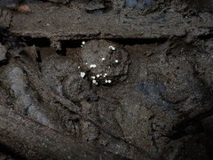 Hymenoscyphus imberbis