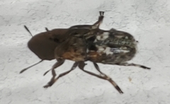 Euparius paganus