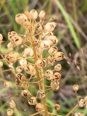 Rorippa barbareifolia
