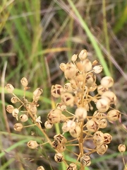 Rorippa barbareifolia