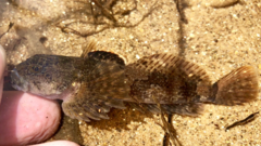 Cottus chattahoochee