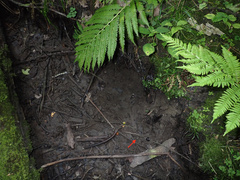 Hymenoscyphus imberbis