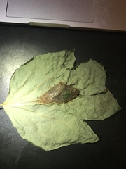 Callosamia angulifera