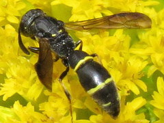 Symmorphus canadensis