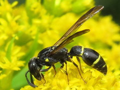 Symmorphus canadensis
