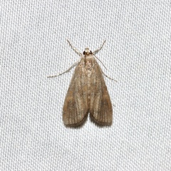 Parapoynx maculalis