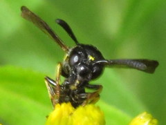 Symmorphus canadensis