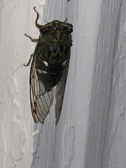 Neotibicen latifasciatus