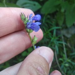 Salvia filifolia