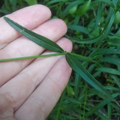 Salvia filifolia