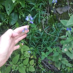 Salvia filifolia