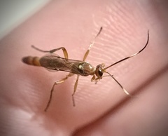 Aleiodes