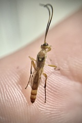 Aleiodes
