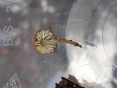Pseudohydropus parafunebris