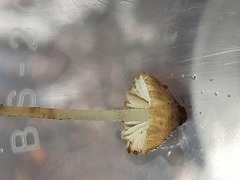 Pseudohydropus parafunebris