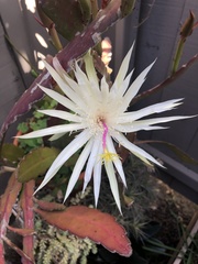 Epiphyllum hookeri