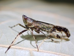 Orthopagus